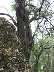Image showing Old tree and rock