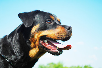 Image showing rottweiler