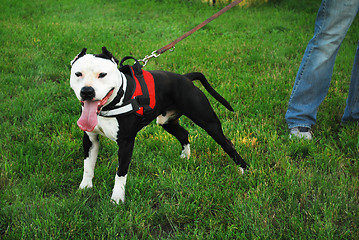 Image showing amstaff