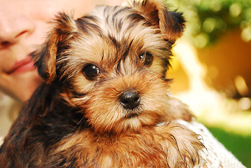 Image showing Yorkshire Terrier