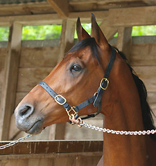 Image showing Bay Racehorse 