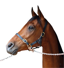 Image showing Bay Racehorse 