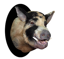 Image showing Trophy Boar Head