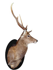 Image showing Seven Point Stag Head 