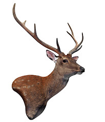 Image showing 8 Point Deer Head