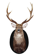 Image showing Nine Point Mounted Stag's Head 