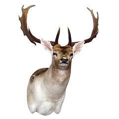 Image showing 11 Point Fallow Deer