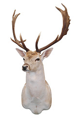 Image showing 12 Point Fallow Stag's Head