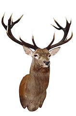 Image showing 14 Point Sika Stag's Head