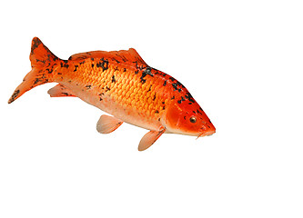 Image showing Mounted Koi Carp 