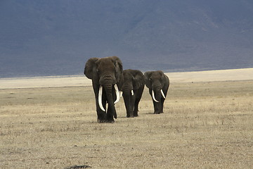 Image showing Elephants