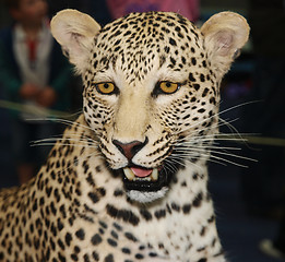 Image showing Trophy Leopard