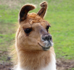 Image showing Lop Eared Llama