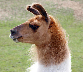 Image showing Llama Portrait