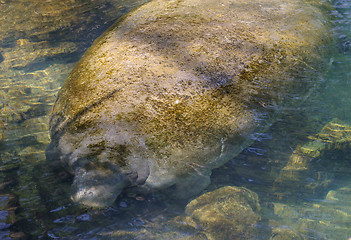 Image showing Manatee