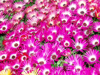 Image showing Livingstone Daisies (Mesembryanthemum criniflorum) 