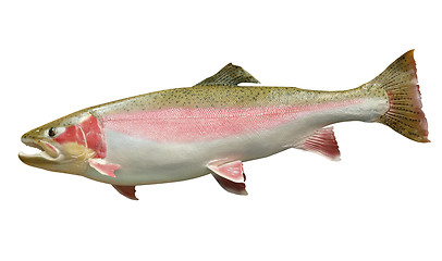 Image showing Trophy Rainbow Trout i