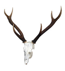 Image showing Deer Skull with 6 Point Antlers