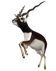 Image showing Male Springbok (Antidorcas marsupialis) 