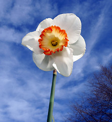 Image showing Spring Daffodil