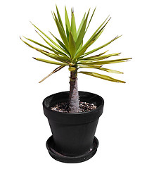 Image showing Small Yucca