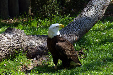 Image showing Bald Eagle