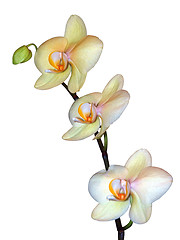 Image showing Spray of Orchids