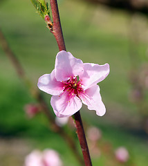 Image showing Single Peach Blossom