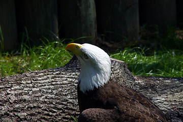 Image showing Bald Eagle