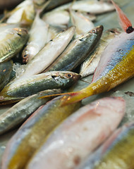 Image showing Stack of fishes in local market