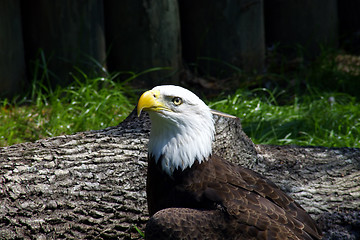 Image showing Bald Eagle