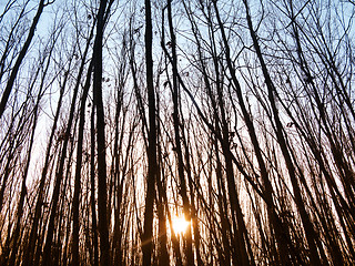 Image showing Sunset in forest