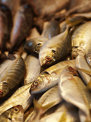 Image showing Stack of fishes in local market