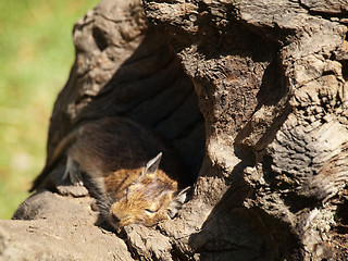 Image showing Degu sleeping