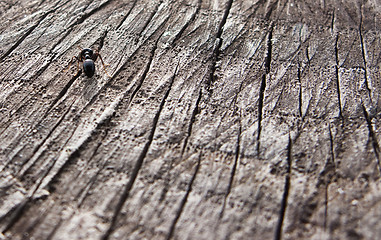 Image showing Ant macro