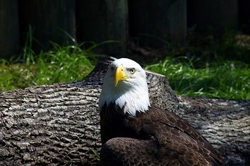 Image showing Bald Eagle