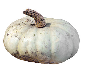 Image showing Single Pumpkin
