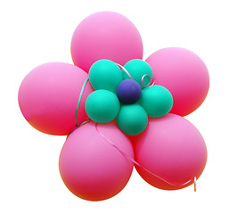 Image showing Pink Balloon Flower