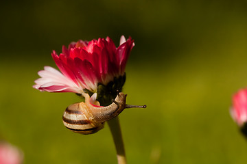 Image showing snail on red flower