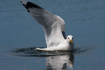 Image showing swimming seagull