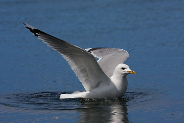 Image showing swimming