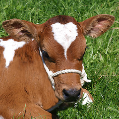 Image showing Ayrshire Calf