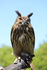 Image showing Owl