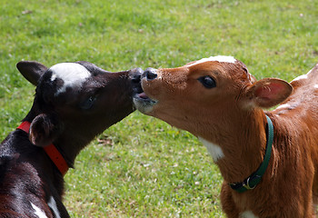 Image showing The Kiss