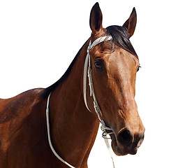 Image showing Bay Thoroughbred 