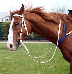 Image showing Chestnut Racehorse