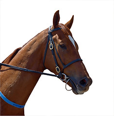 Image showing Chestnut Racehorse