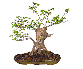 Image showing Bonsai Elm (Ulmaceae) 