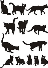 Image showing Cats