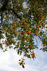 Image showing The bunch of apples